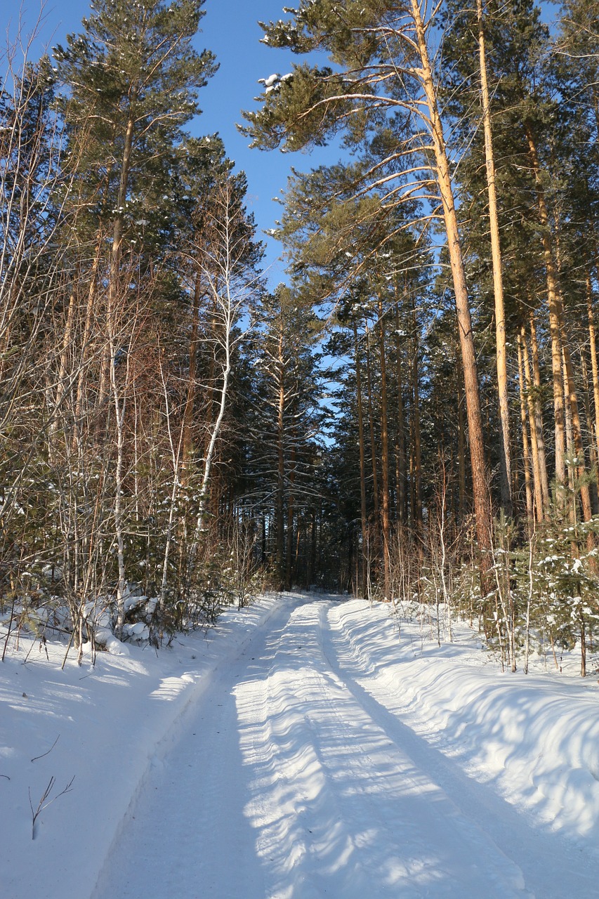 winter road forest winter free photo