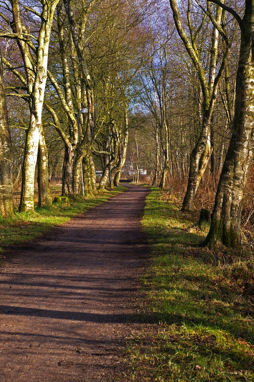 forest forest path nature free photo