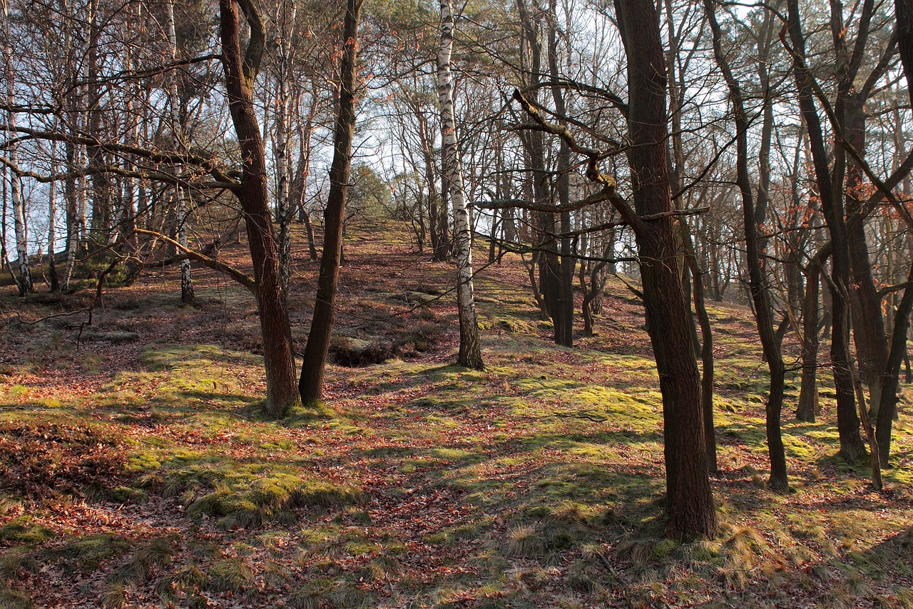 forest tree nature free photo