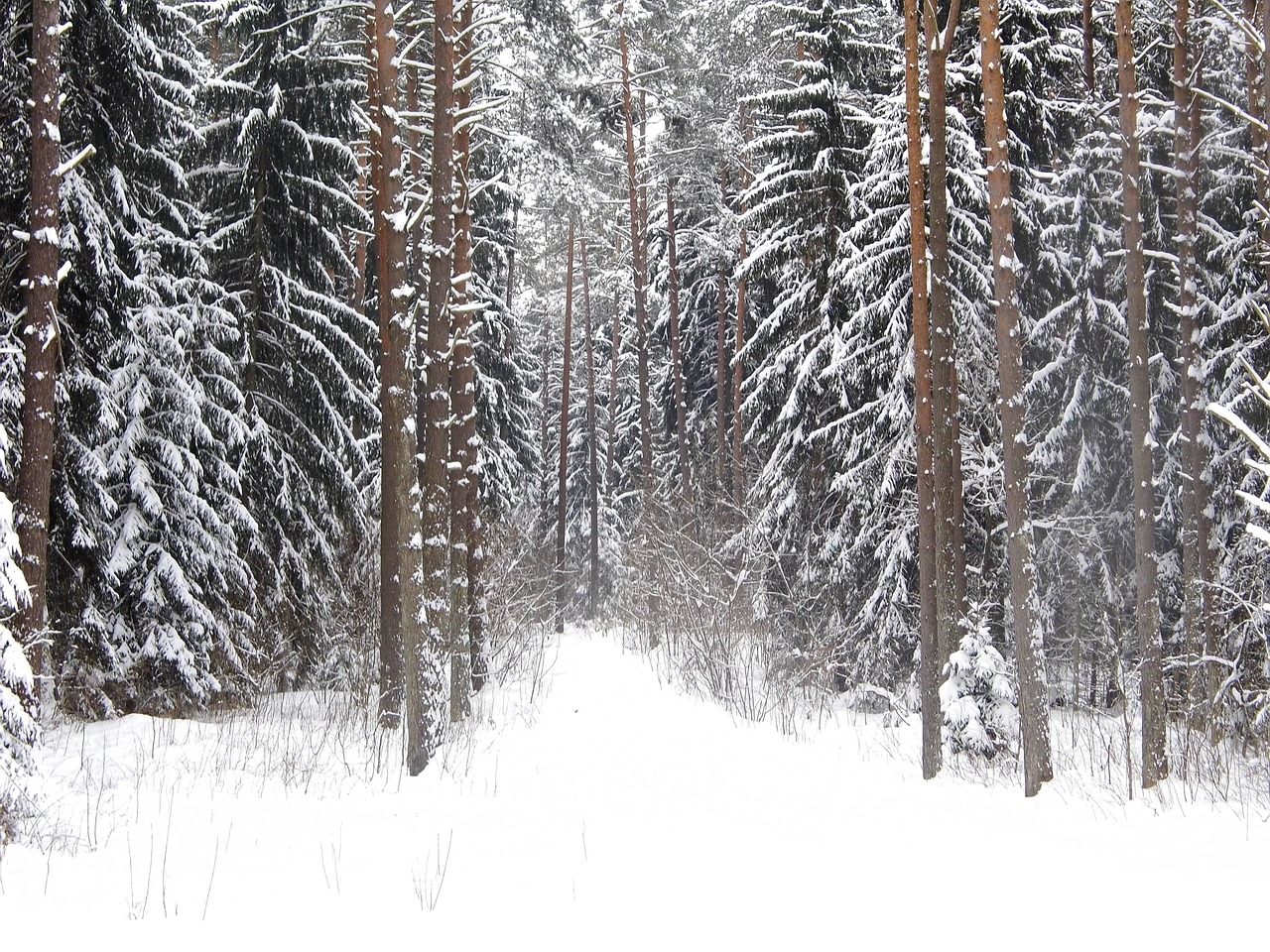 forest winter snow free photo