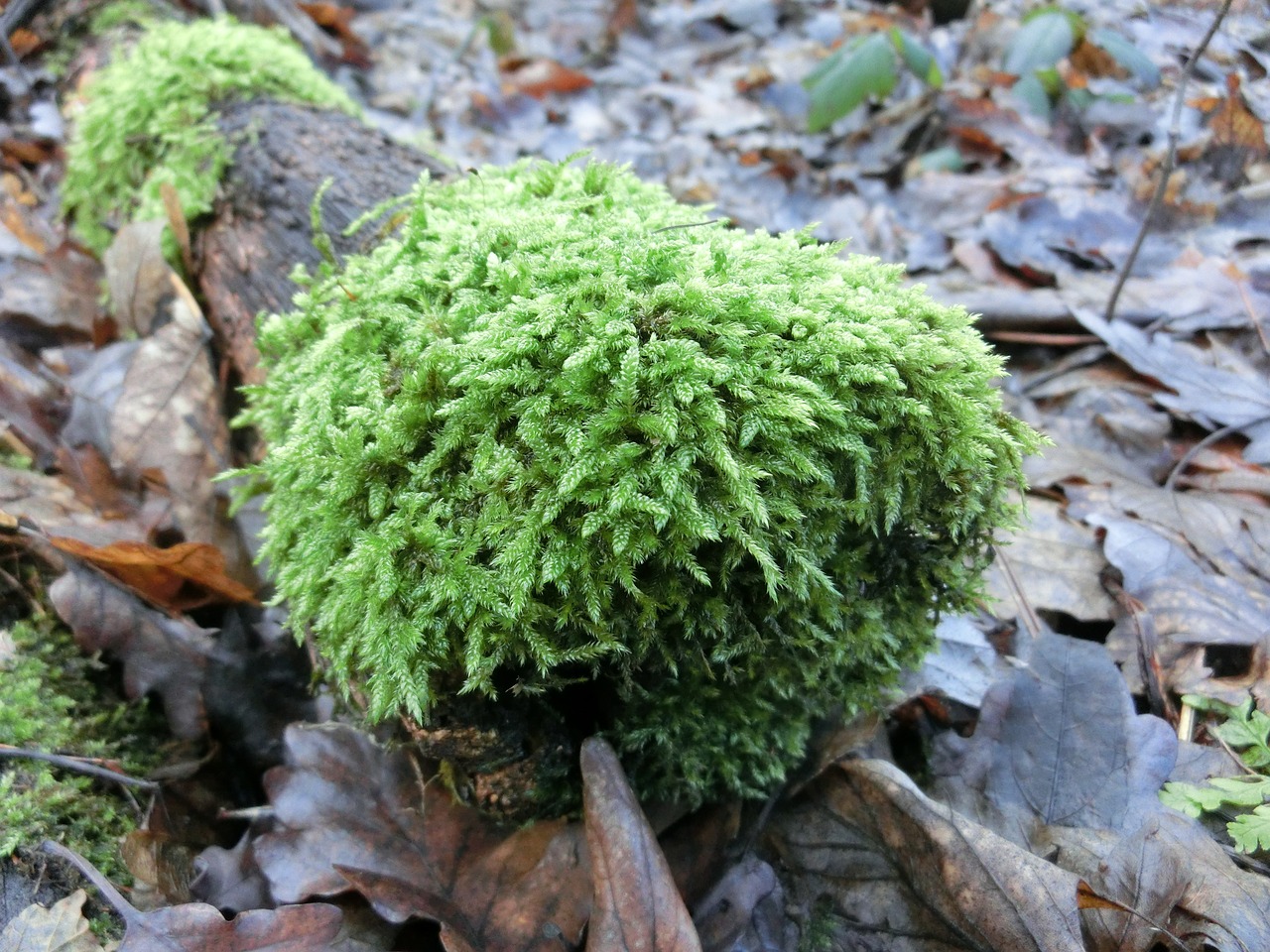 forest moss nature free photo