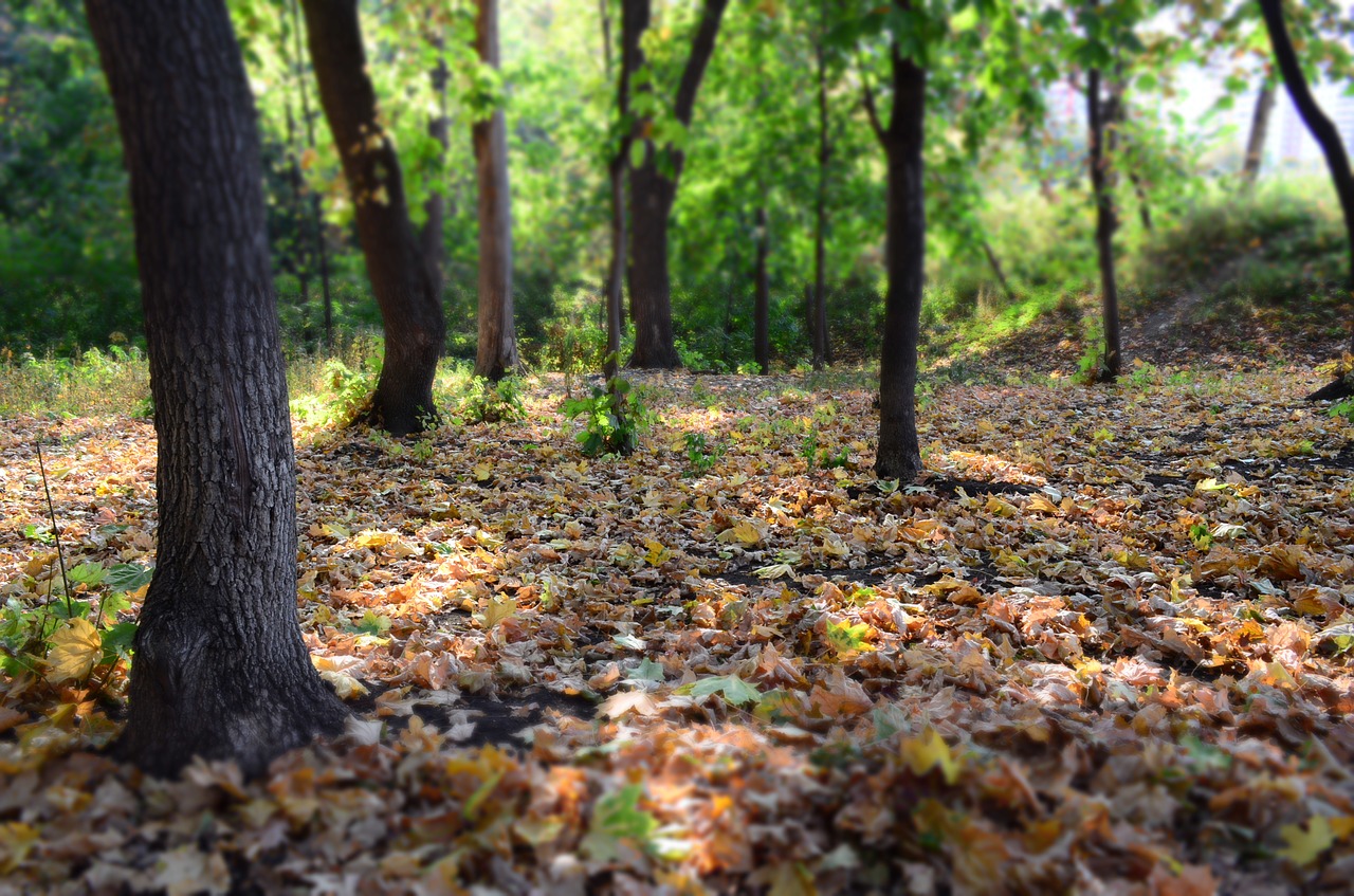 forest nature trees free photo