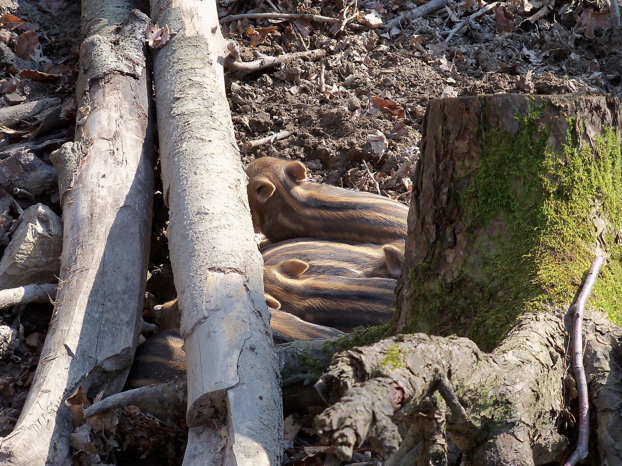 forest boar spring free photo