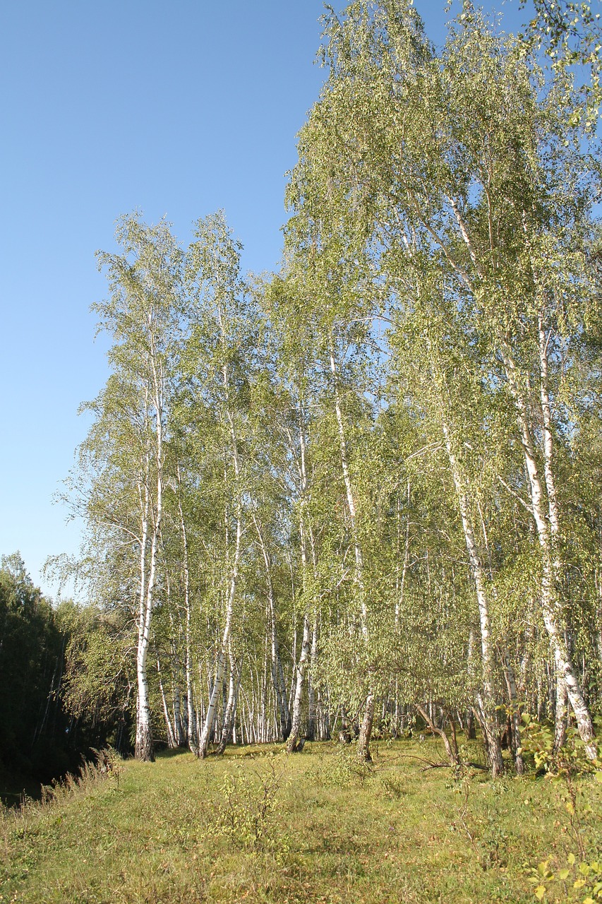 forest birch russia free photo
