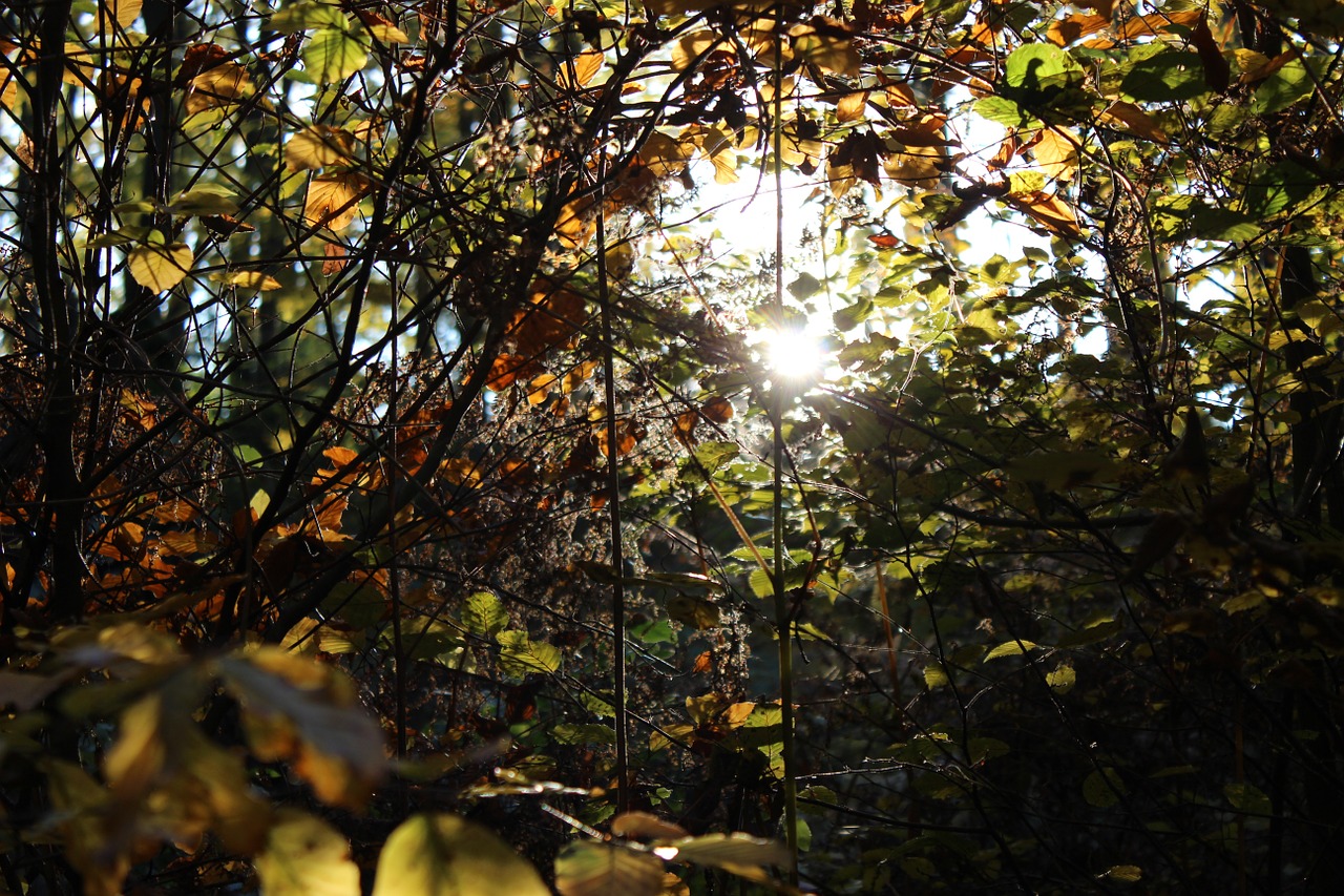 forest nature sun free photo