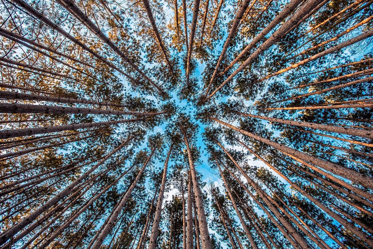 forest trees upward free photo