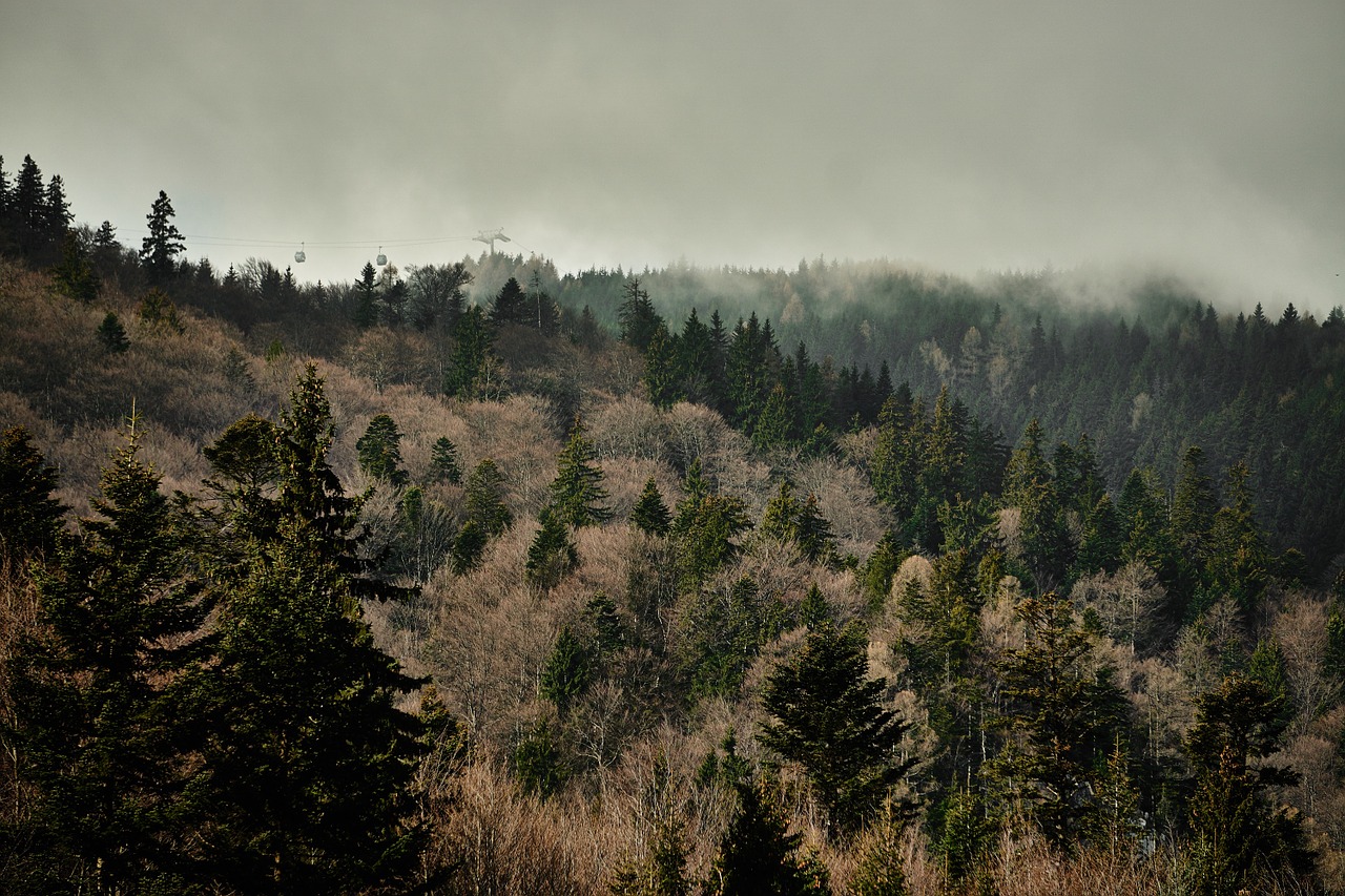 forest trees nature free photo