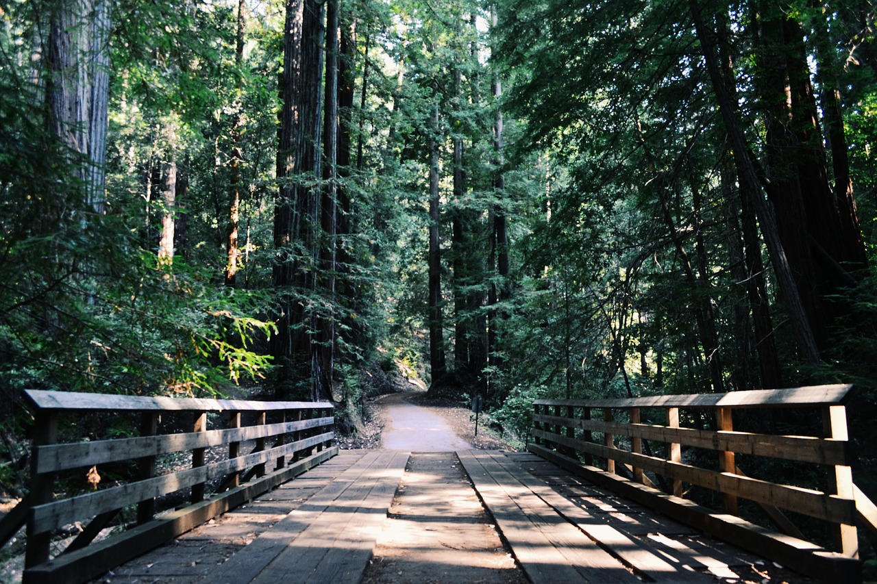 forest path trees free photo