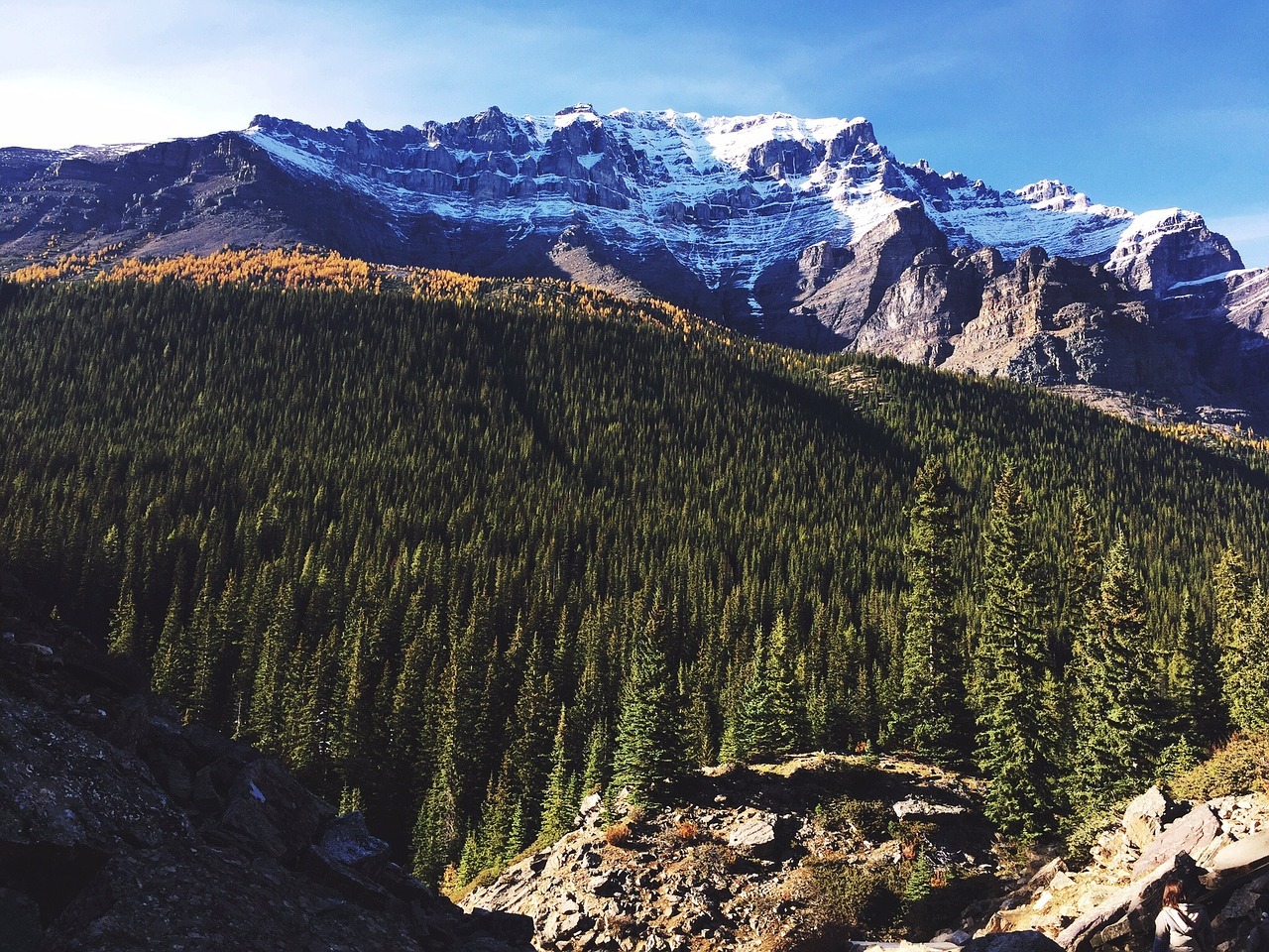 forest mountains landscape free photo