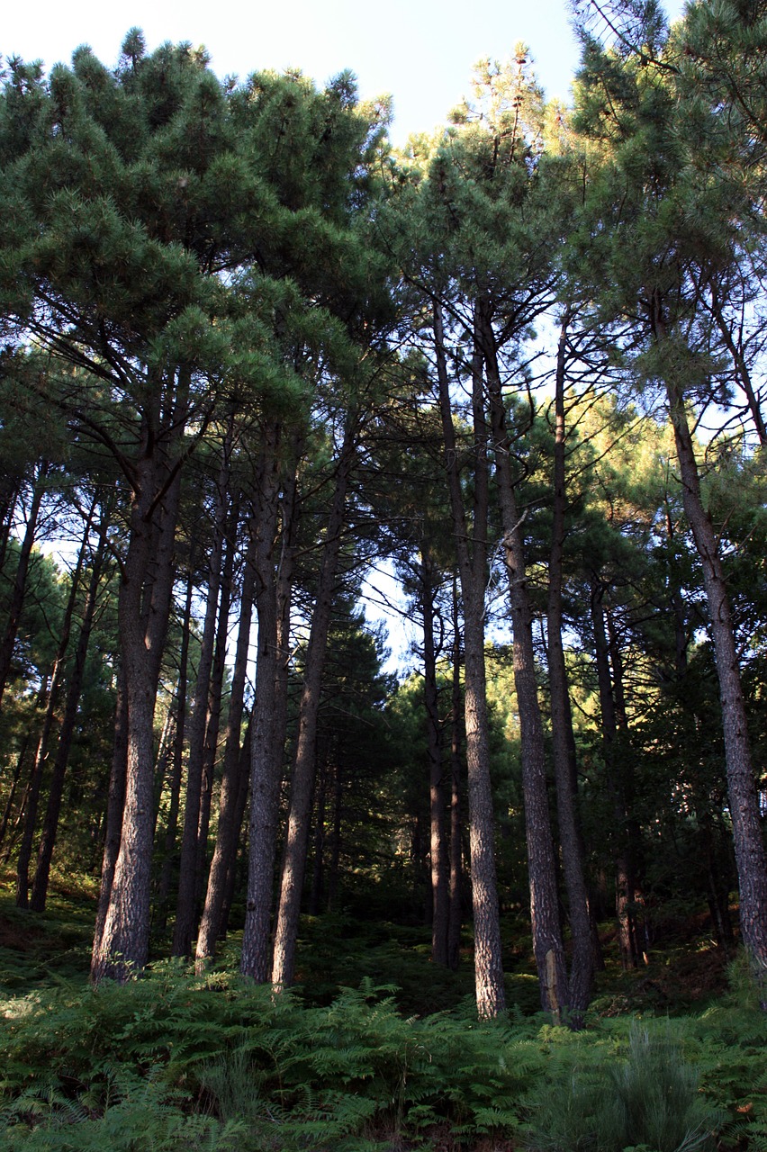 forest pine pinewood free photo