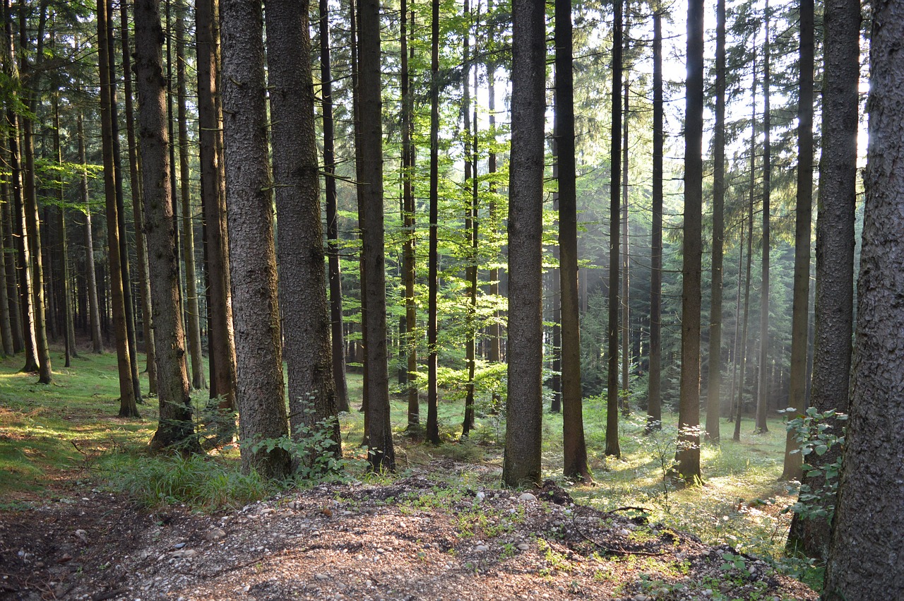 forest sunlight nature free photo