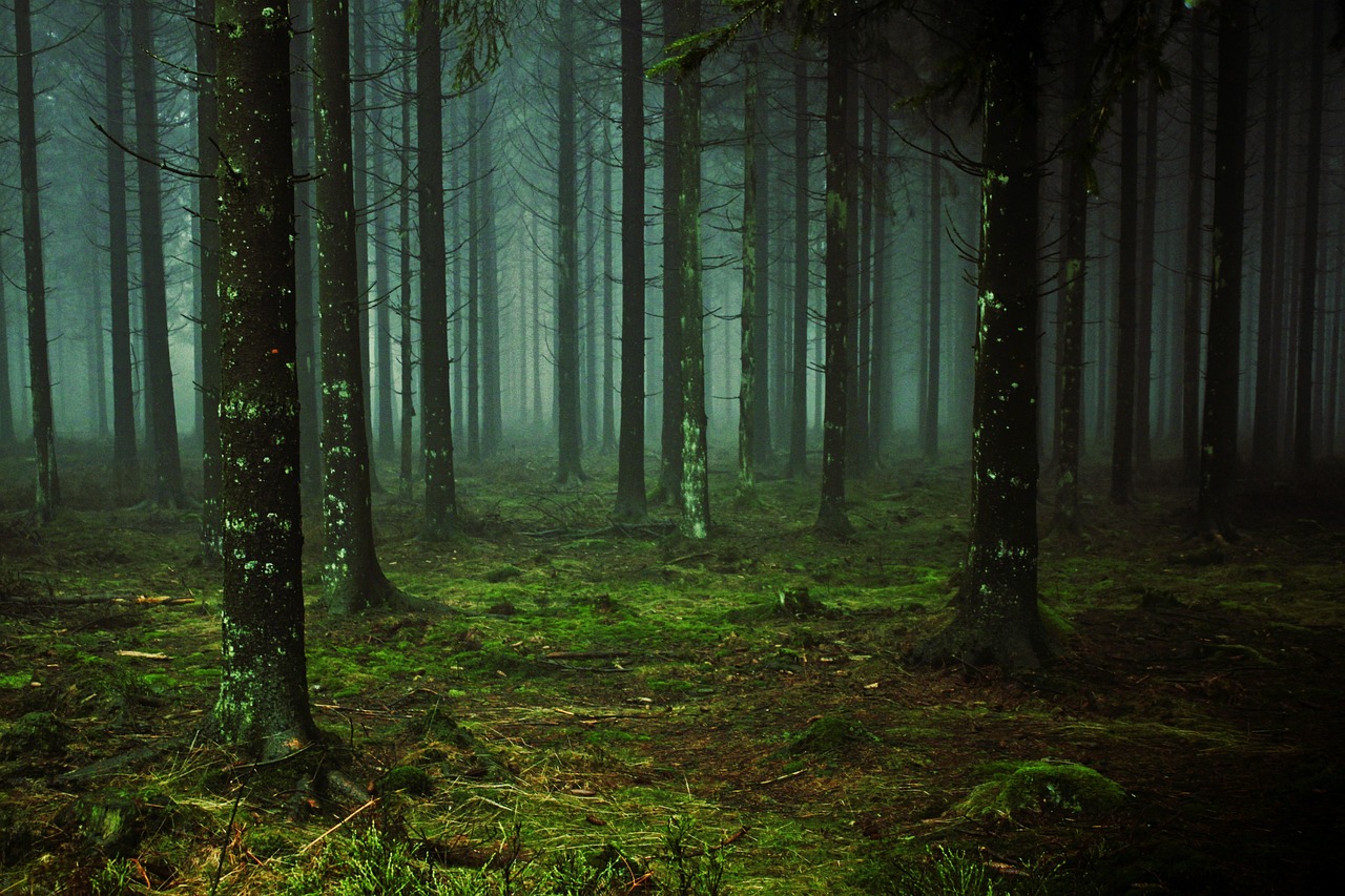 forest fog tree trunks free photo