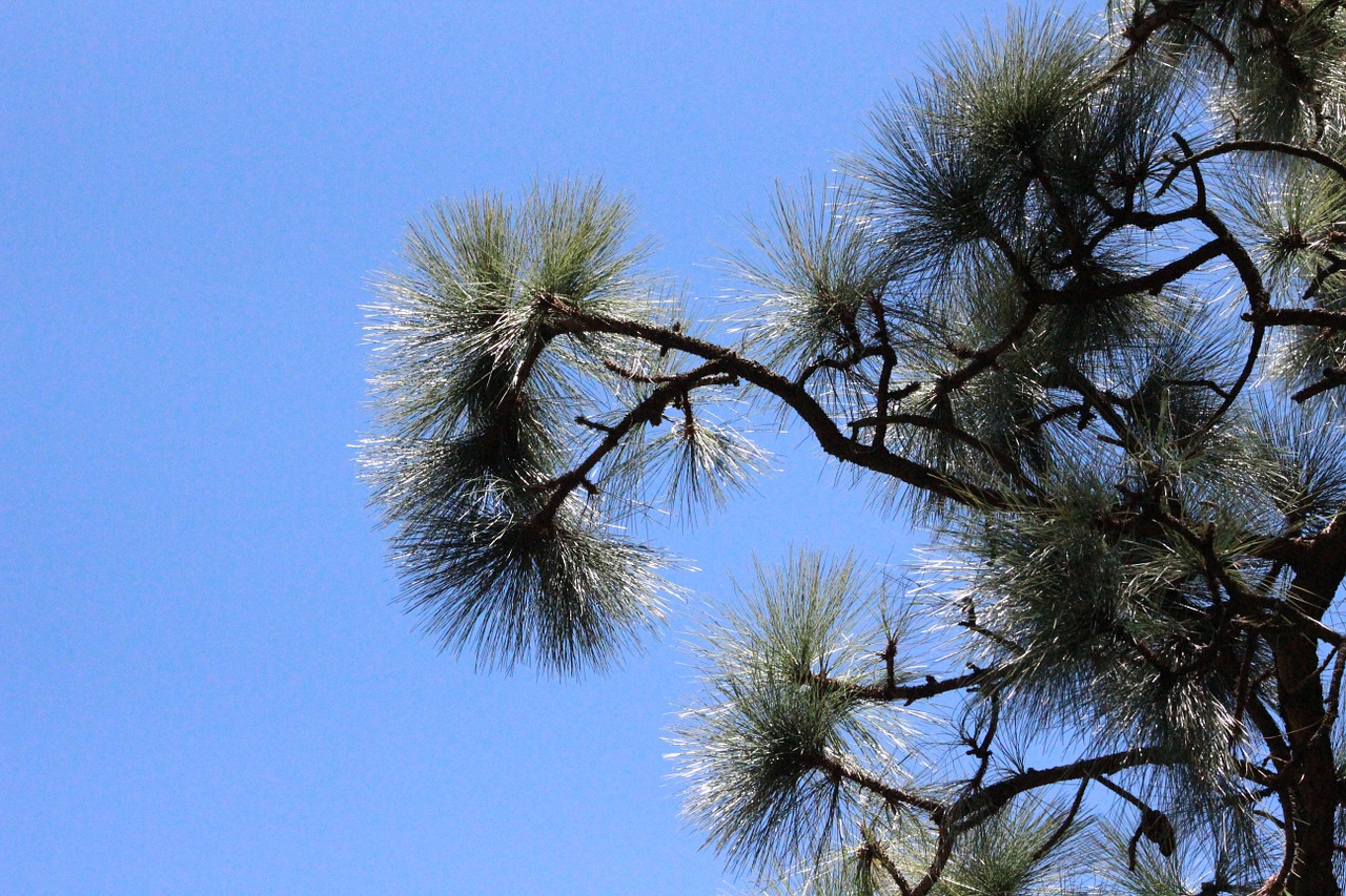 forest nature pine free photo