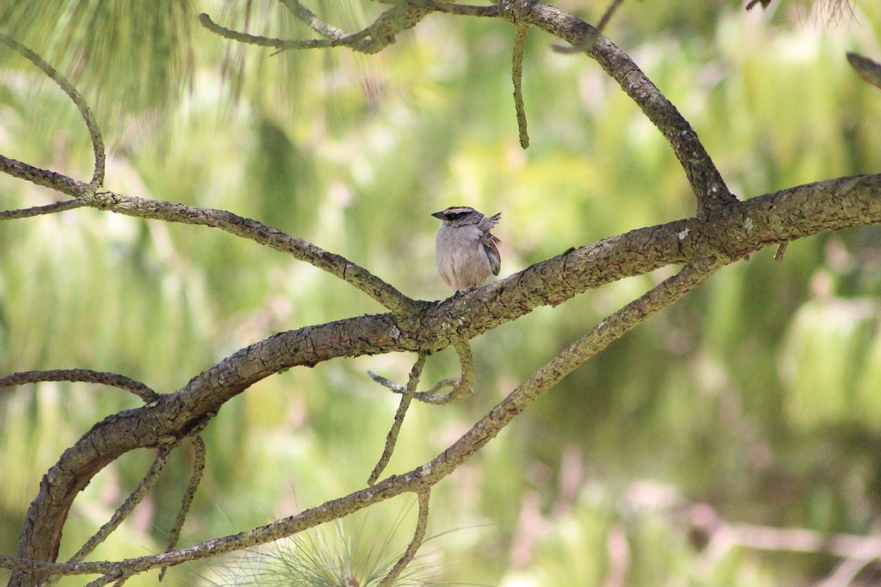 forest animal nature free photo