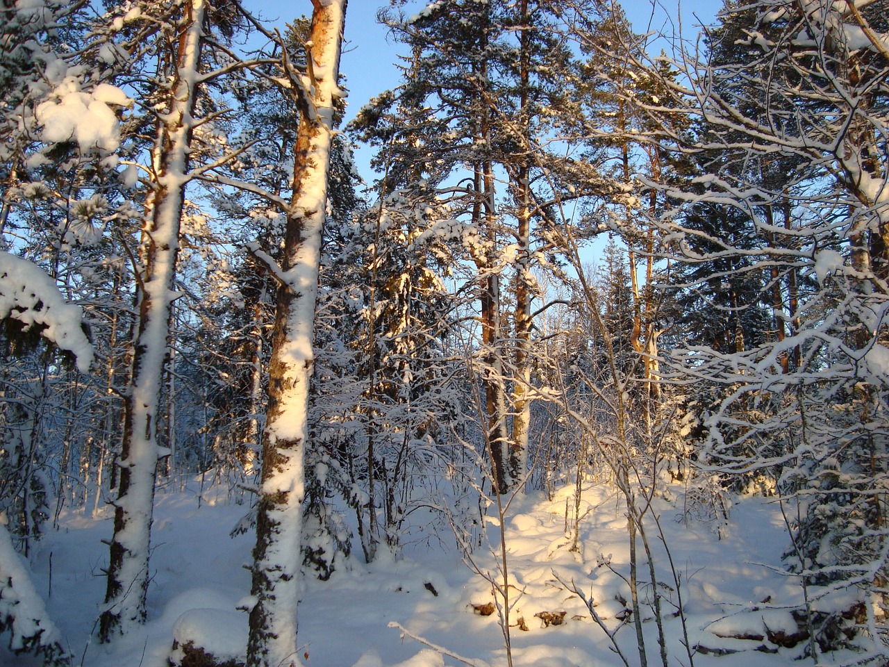 forest winter landscape free photo