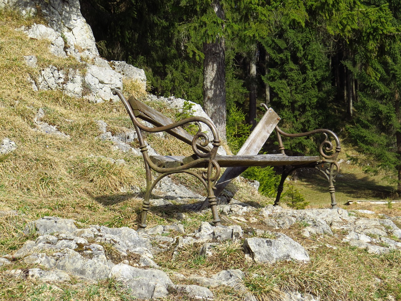 forest bank bench free photo