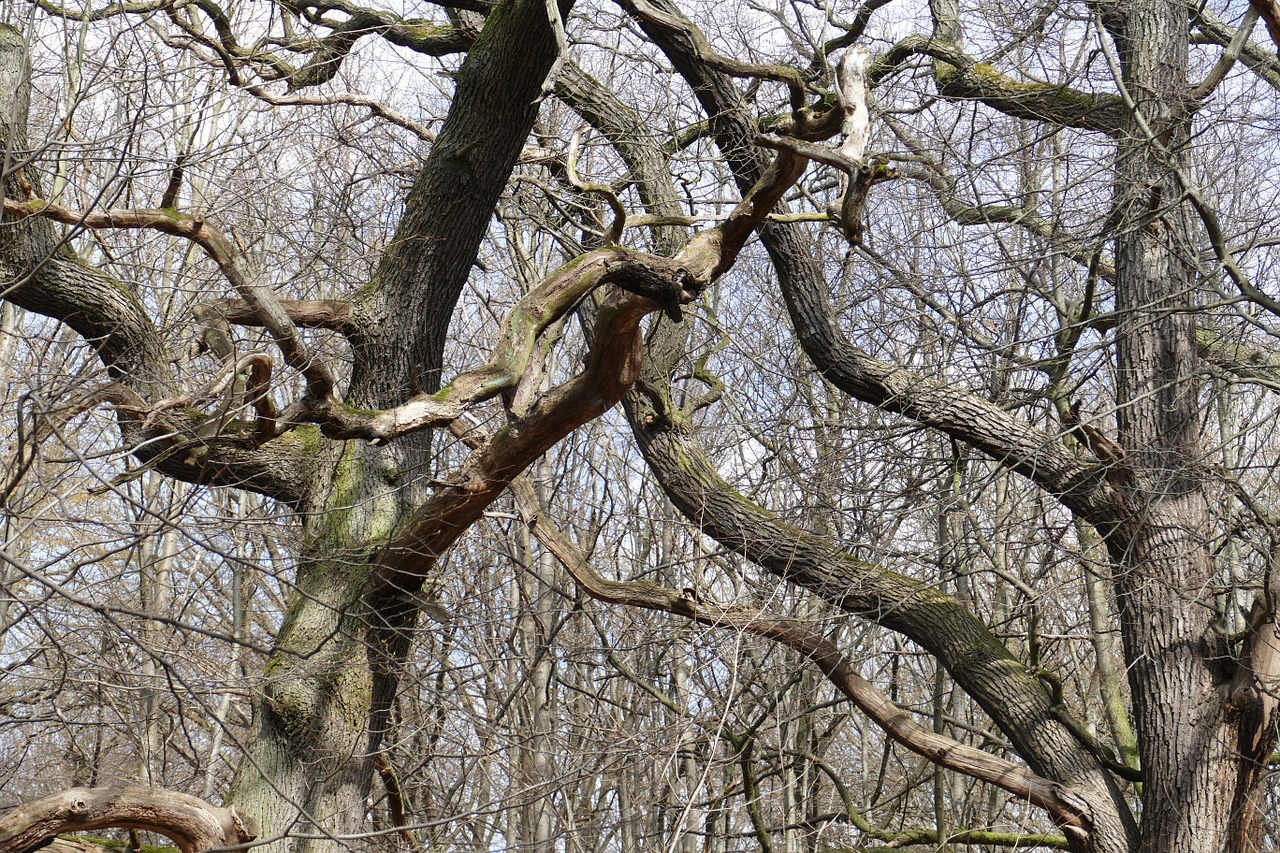 forest nature spring free photo