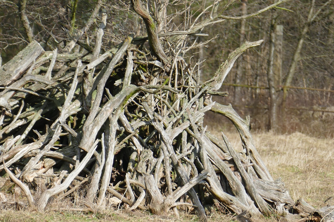 forest nature branches free photo