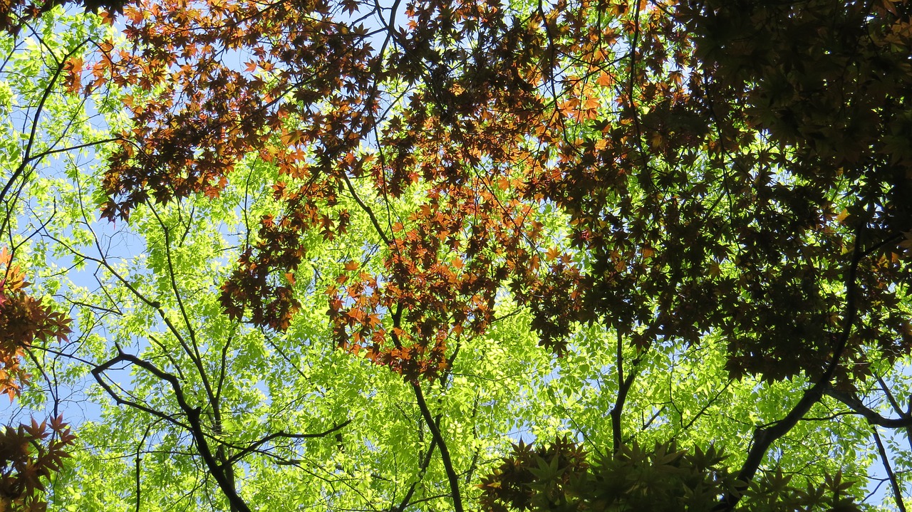 forest sky maple free photo