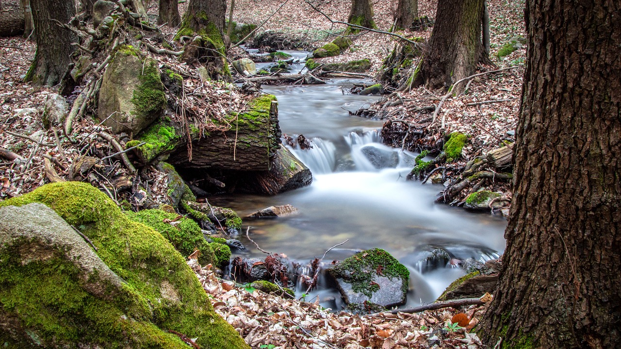 forest water stream free photo
