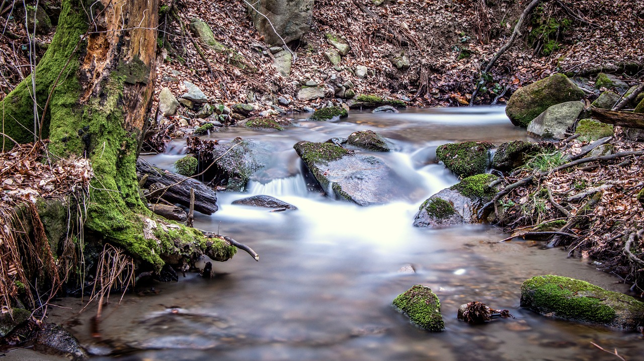 forest moss stream free photo