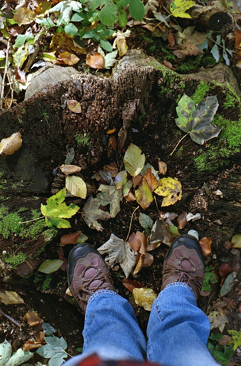 forest legs nature free photo