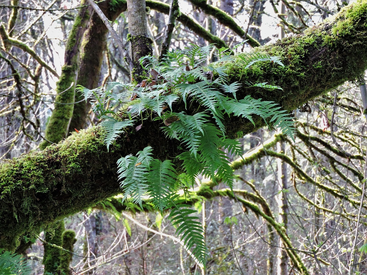 forest tree moss free photo