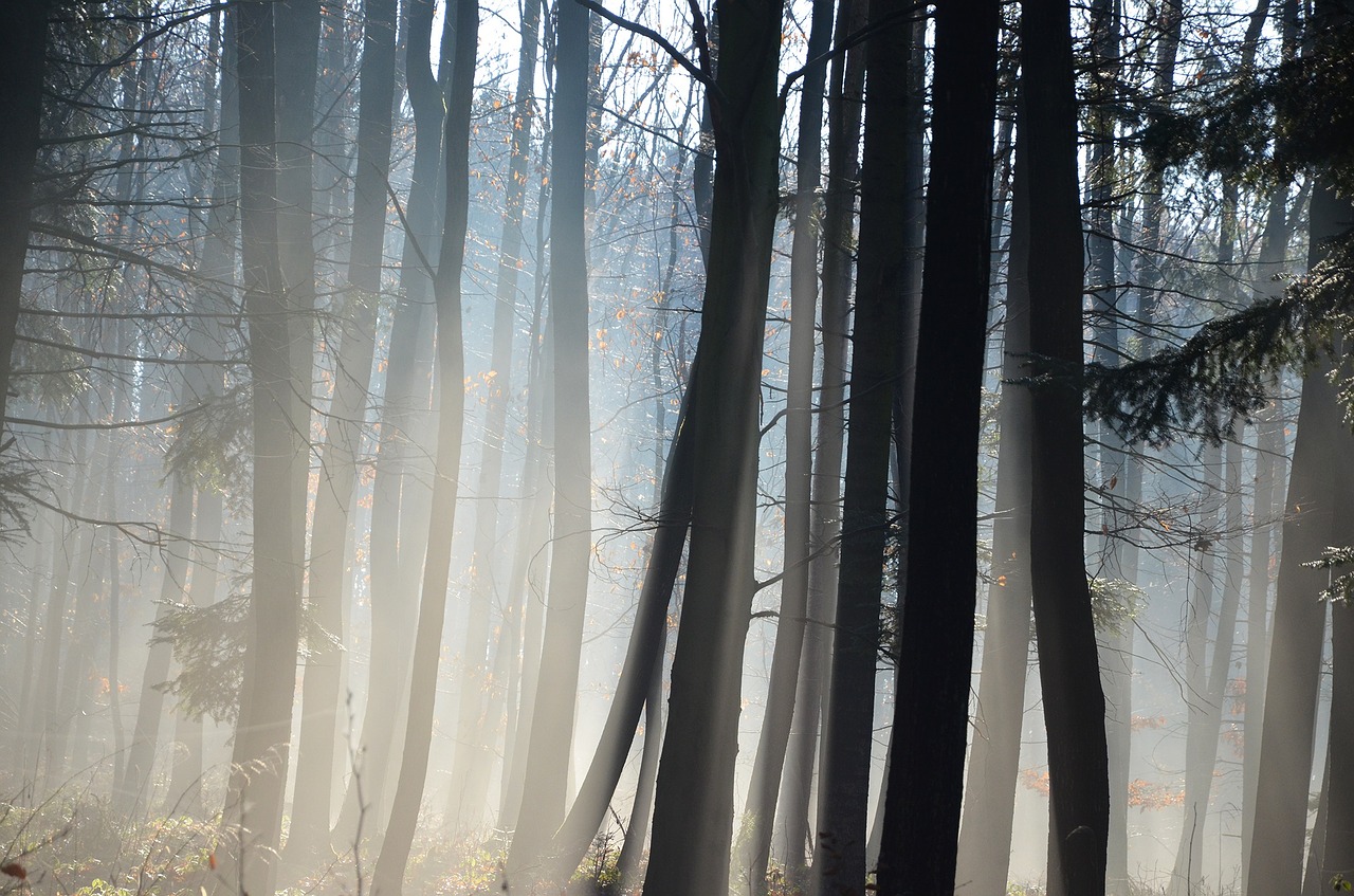 forest trees winter free photo