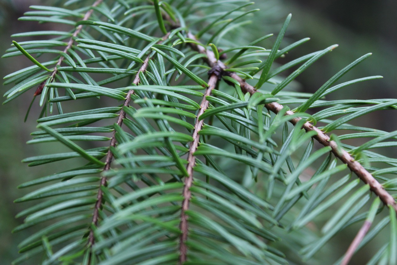 forest pine tree pine needles free photo