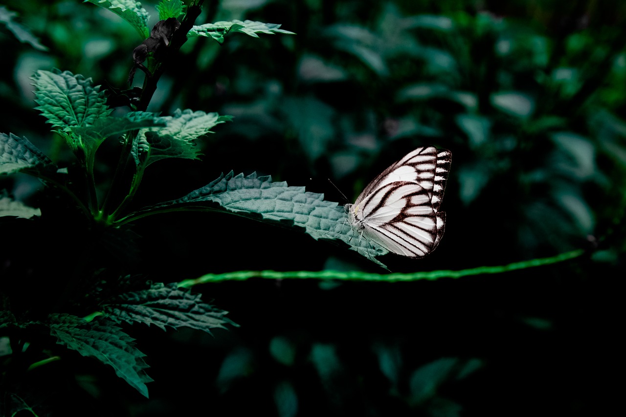 forest plant insect free photo