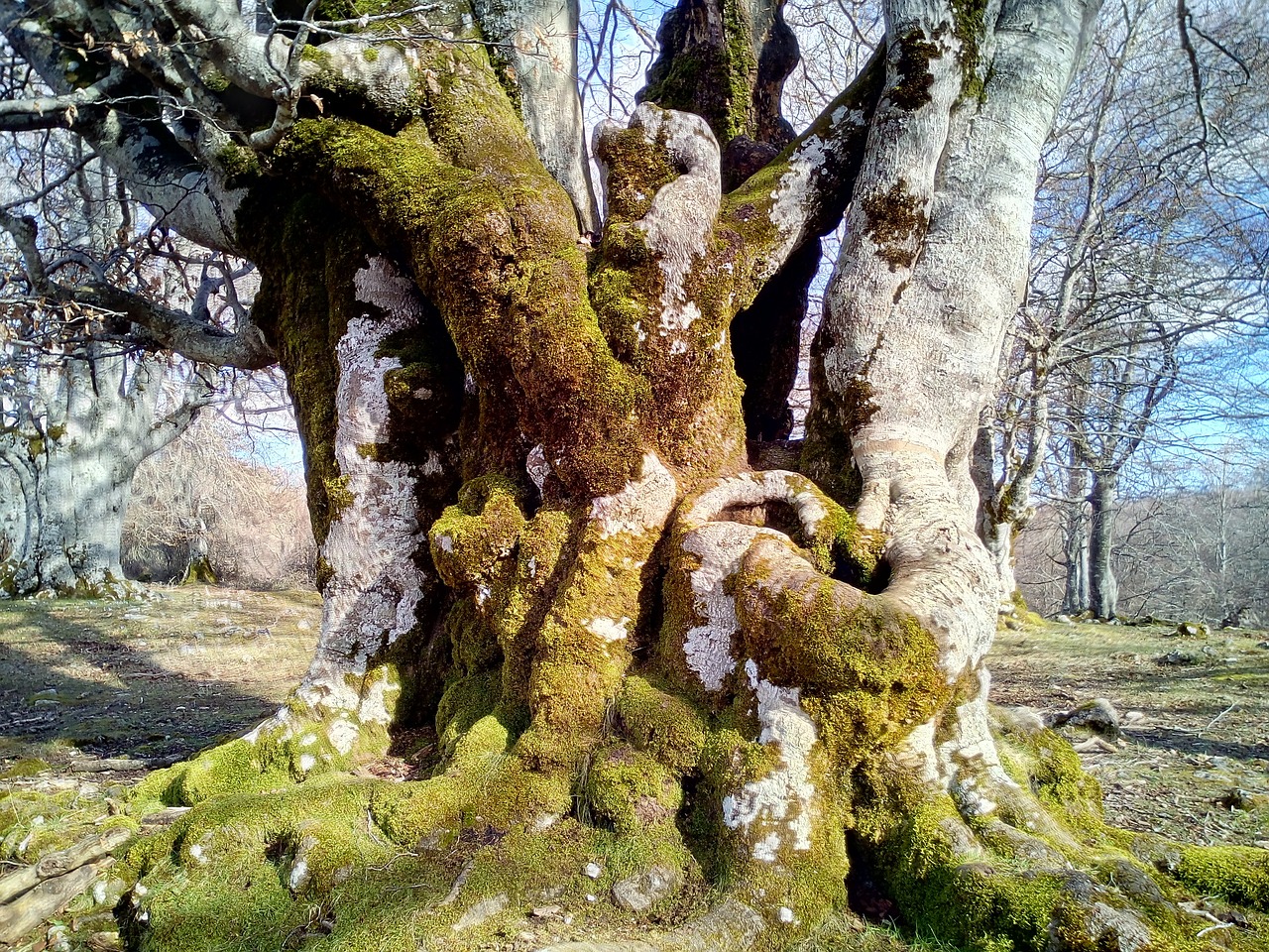 forest tree trees free photo