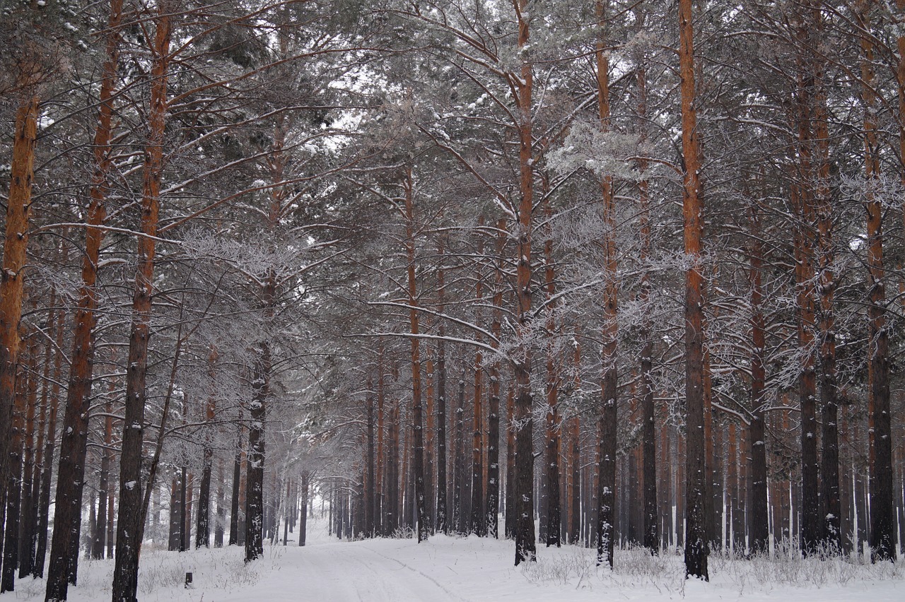 forest trees winter forest free photo