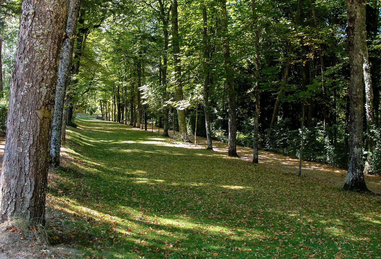 forest trees green free photo