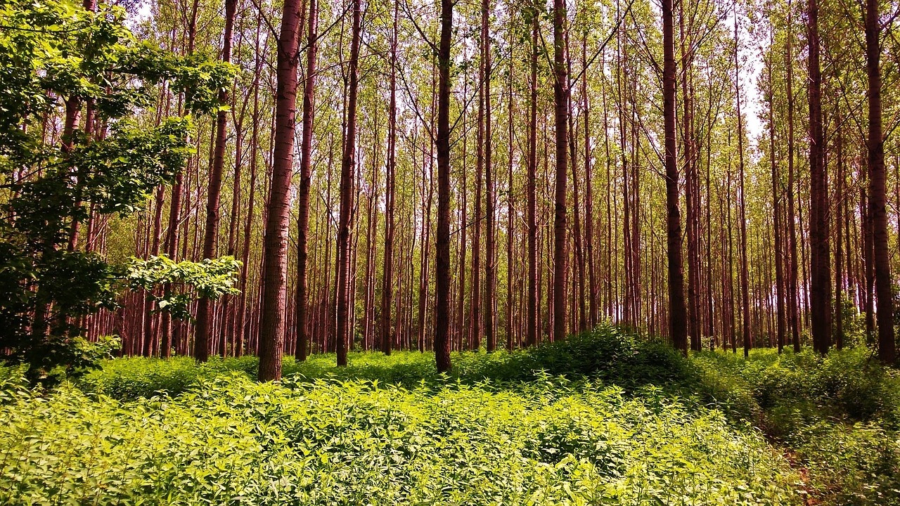 forest trees priroda free photo