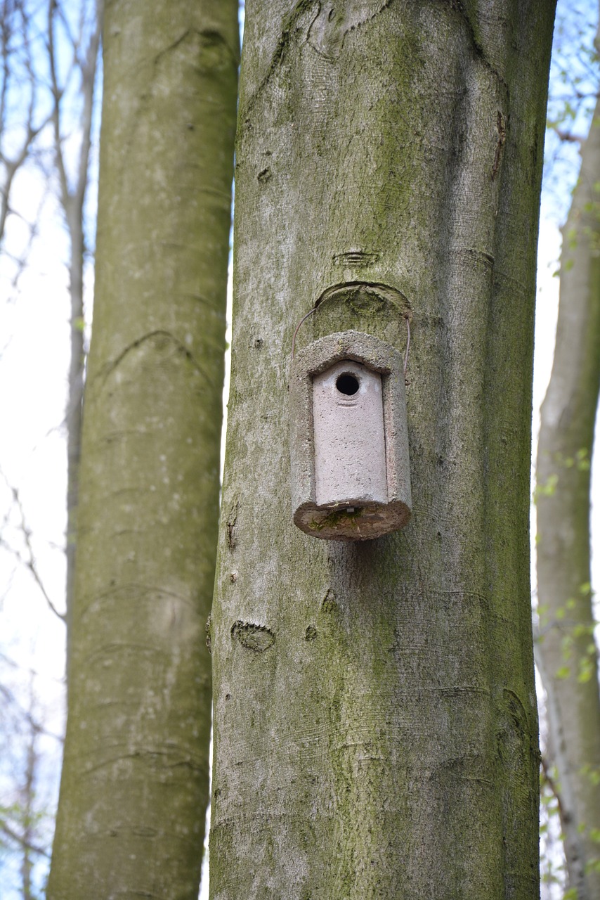 forest aviary spring free photo