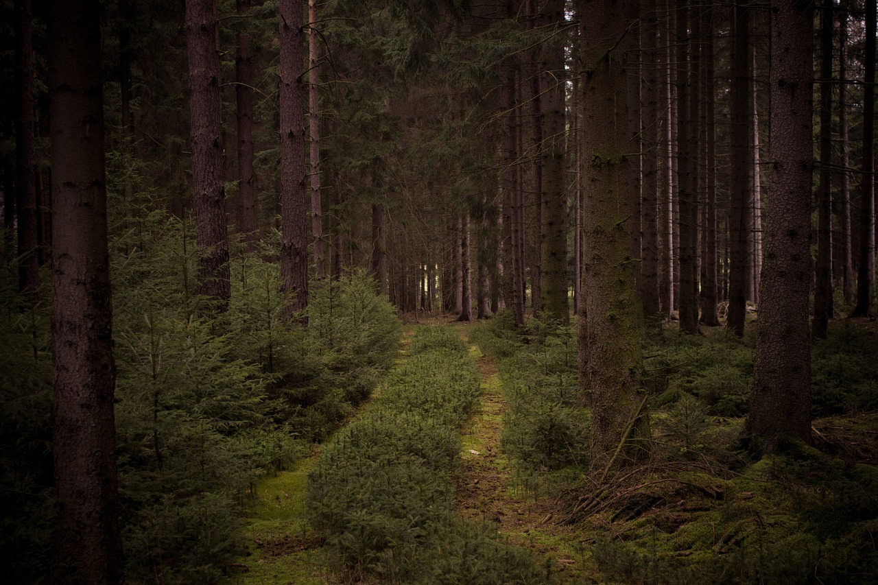 forest trees nature free photo