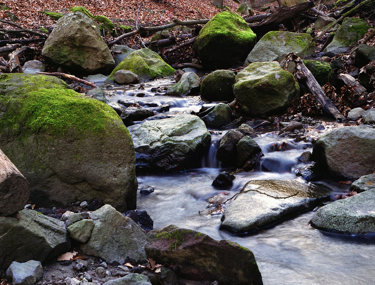 forest creek water free photo