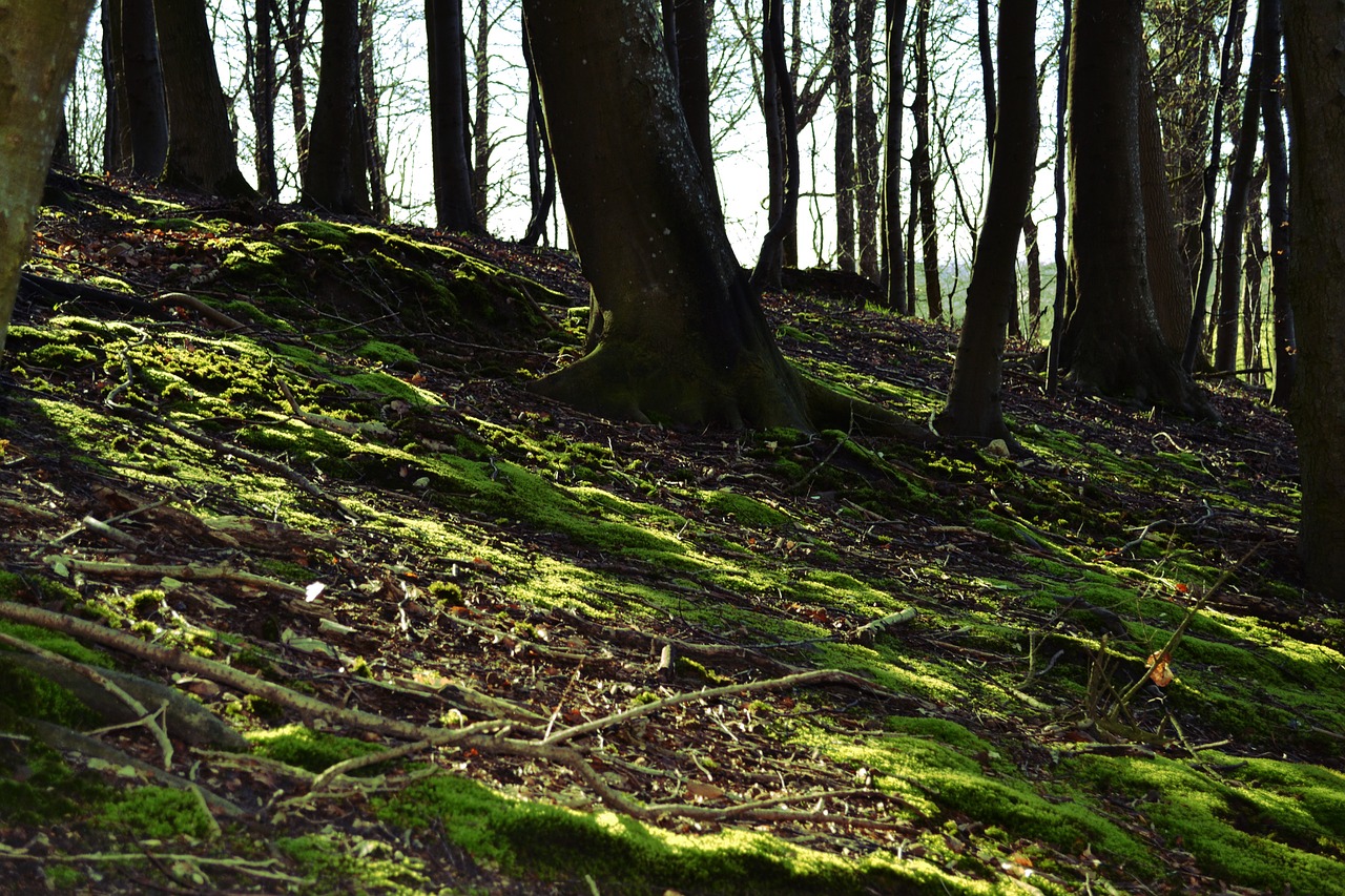 forest trees moss free photo