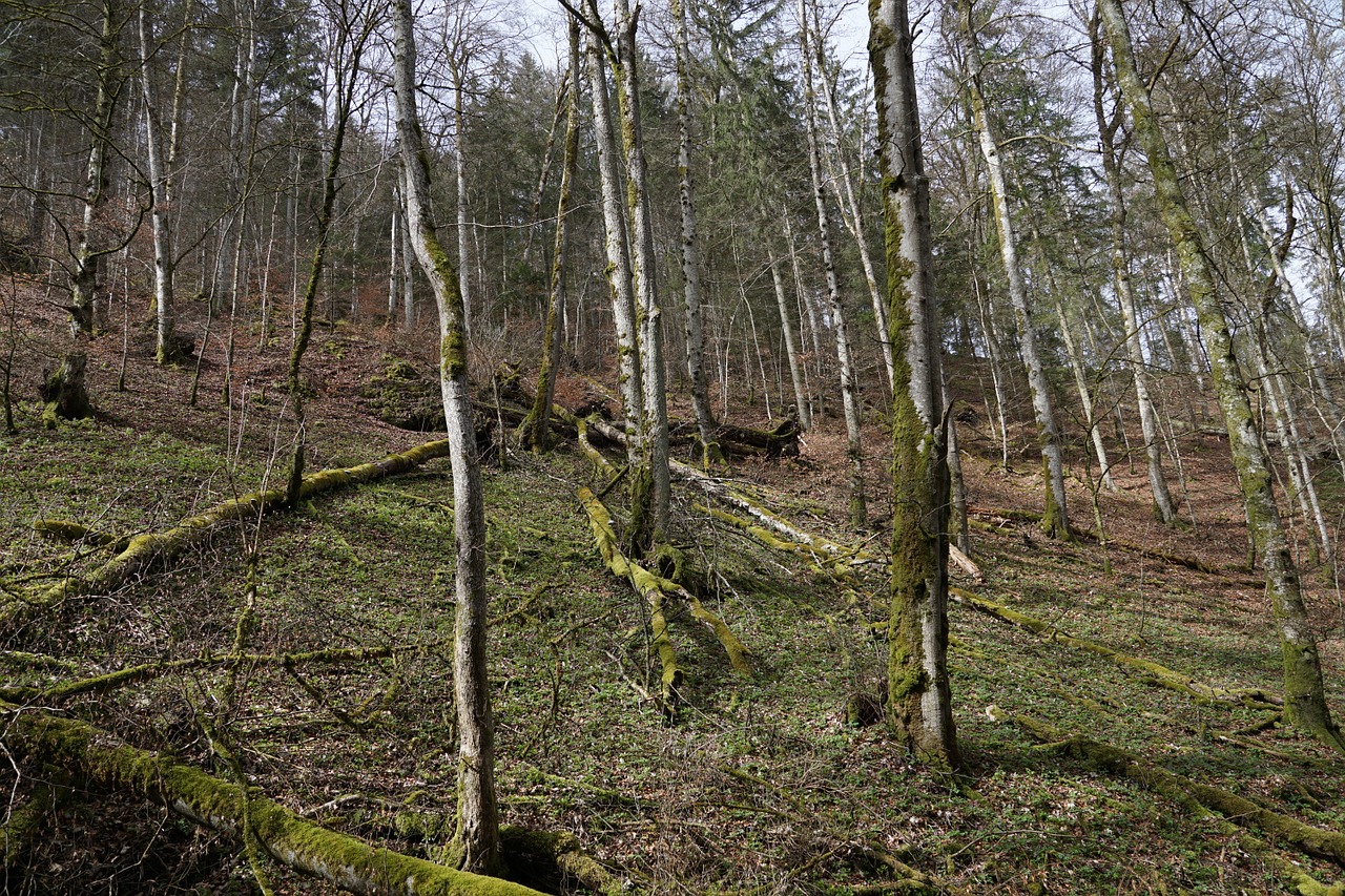 forest tree nature free photo