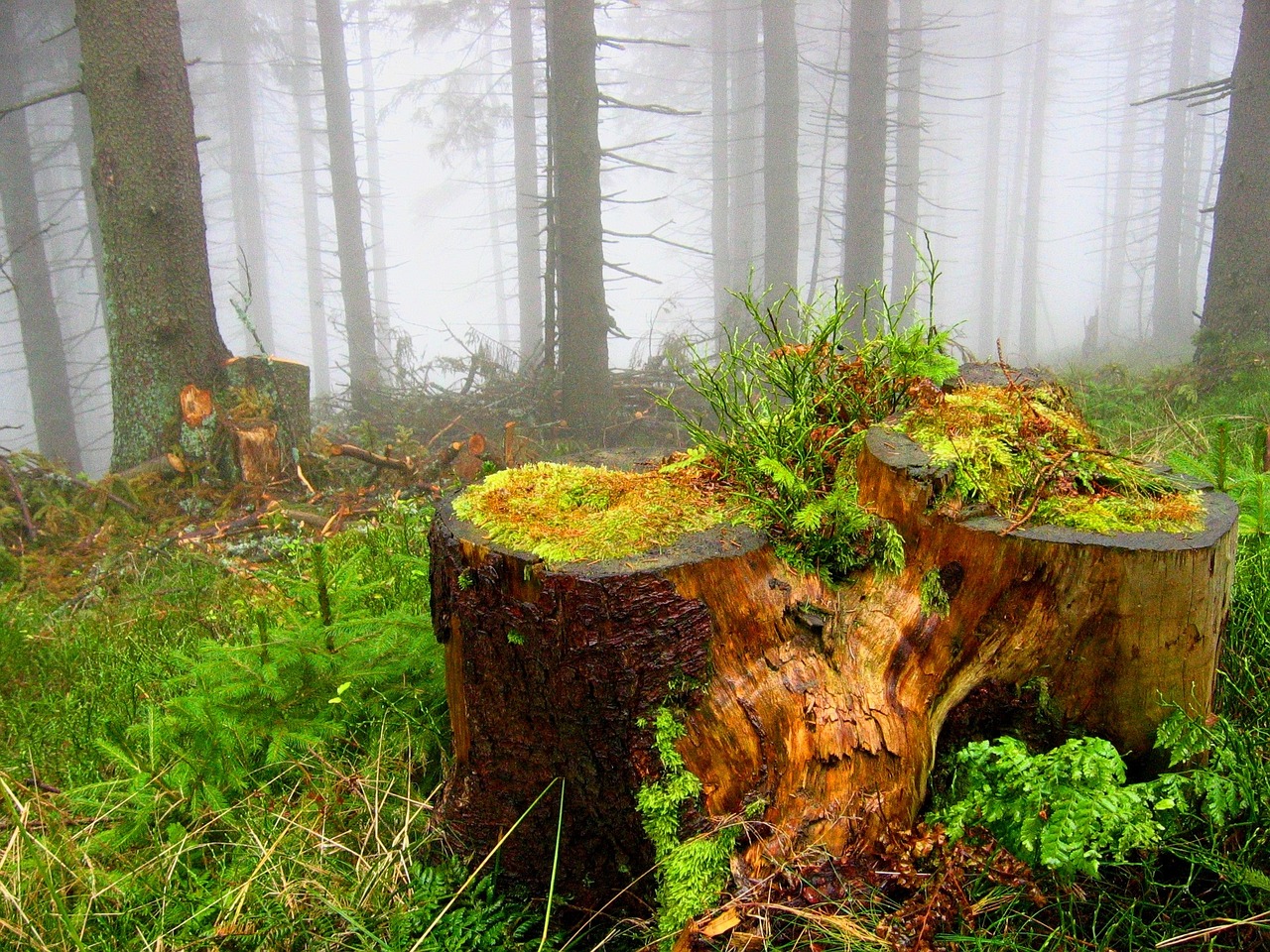 forest trunk the bark free photo