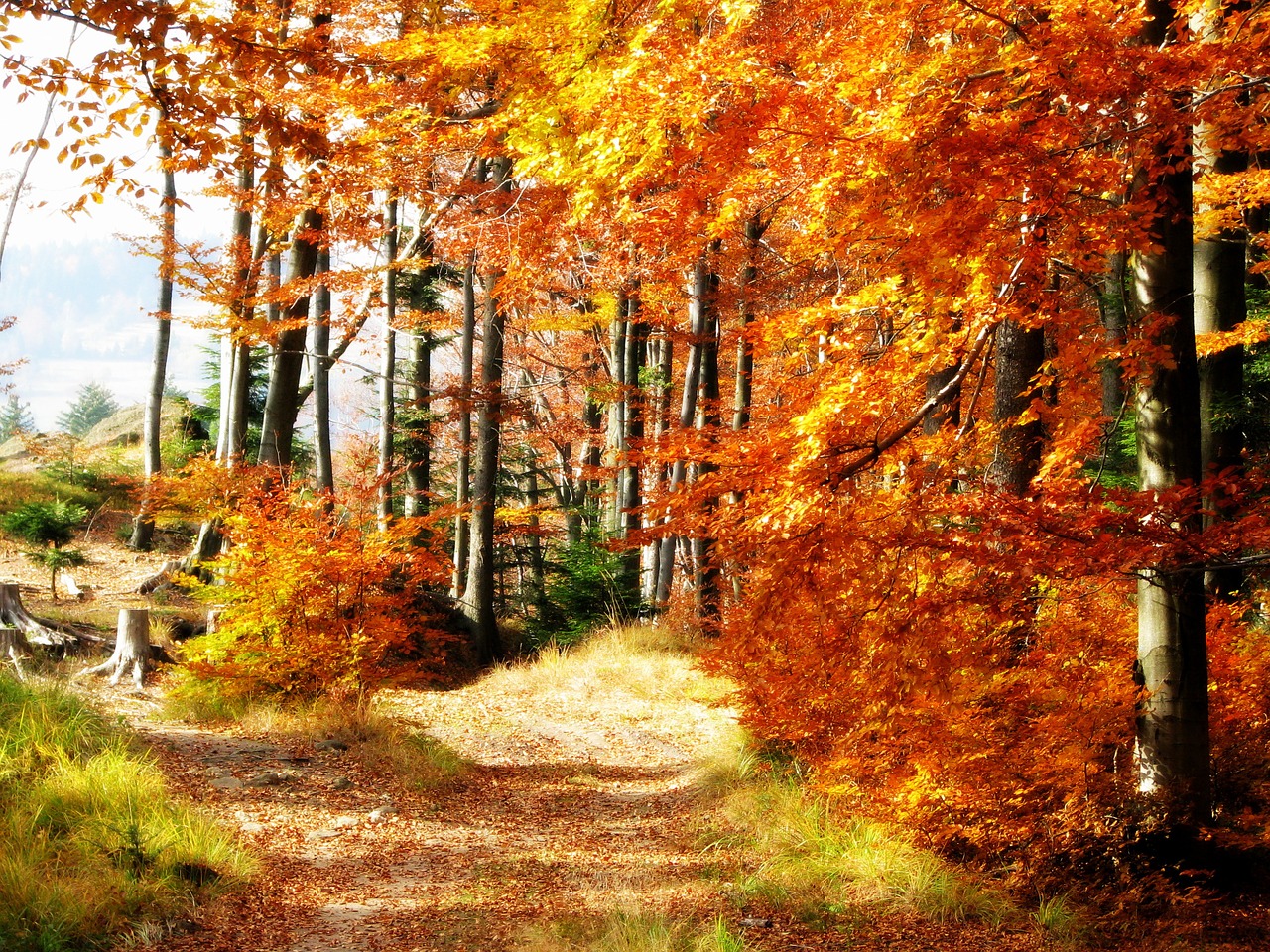 forest autumn beeches free photo