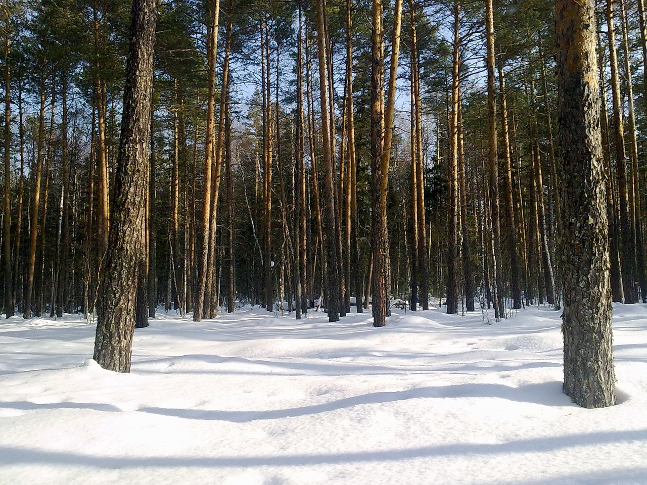 forest tree winter free photo