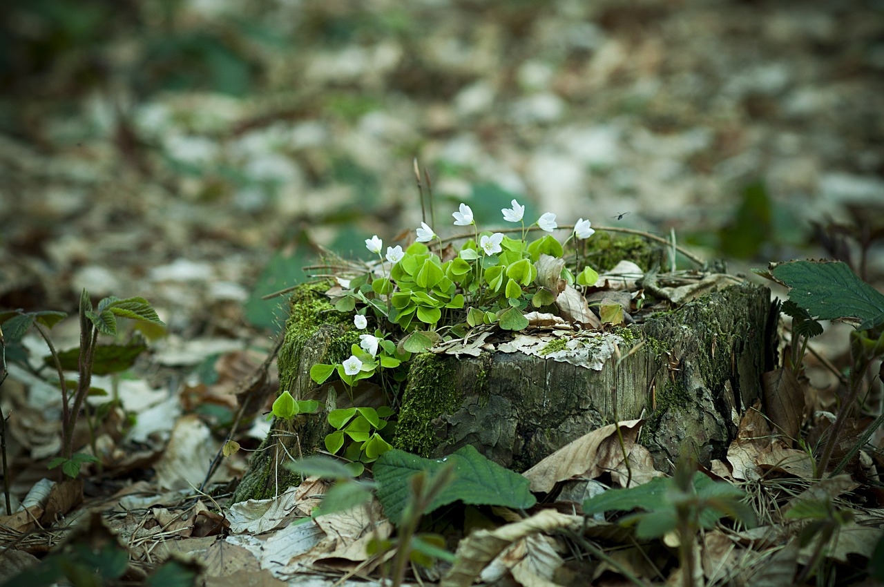 forest clover trunk free photo