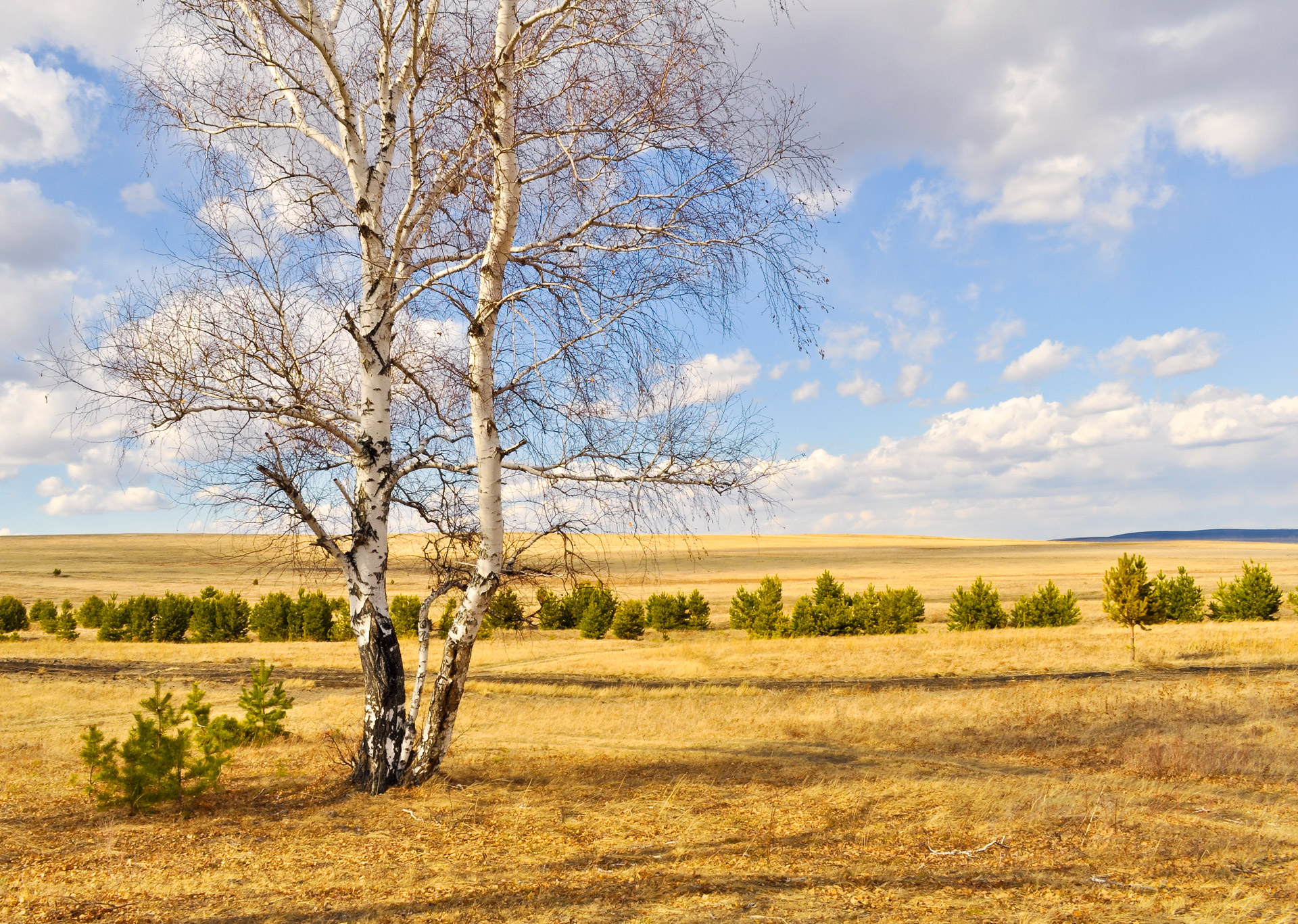 wood birch trees clouds free photo