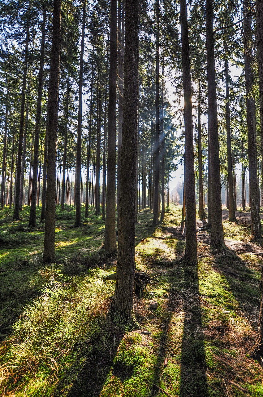 forest trees nature free photo