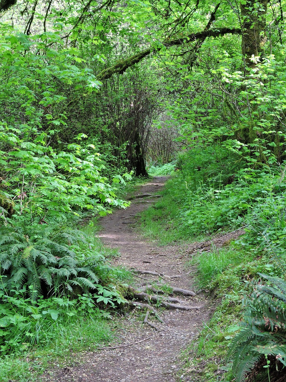 forest trail path free photo