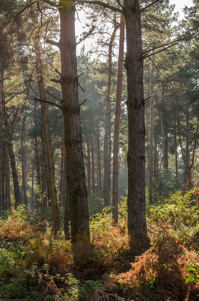 forest autumn foliage free photo