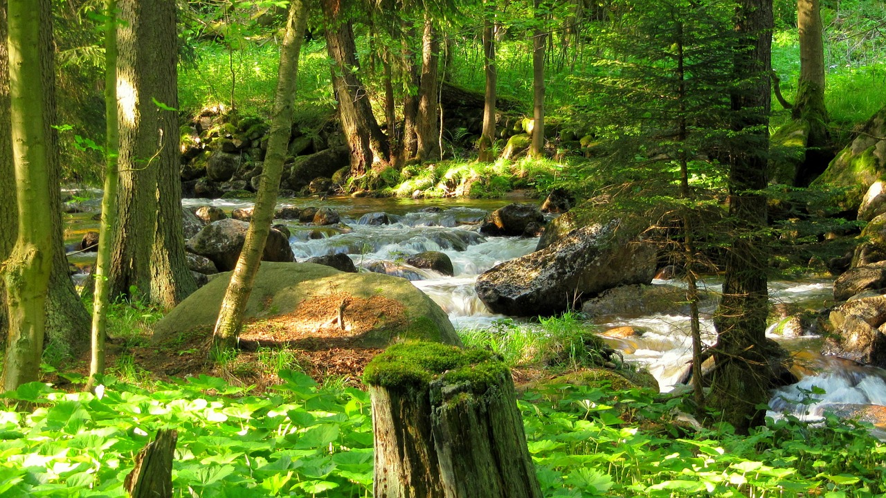 forest river nature free photo