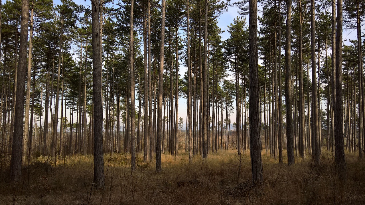 forest spring mood free photo