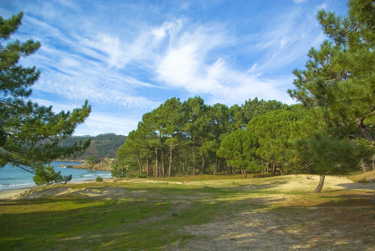 forest beach sand free photo